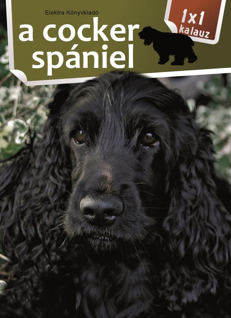 A cocker spaniel